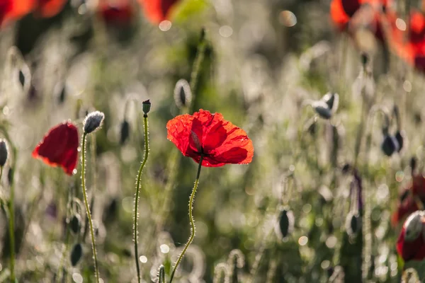 The poppy — Stock Photo, Image