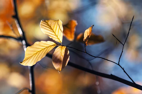 Hojas de otoño — Foto de Stock