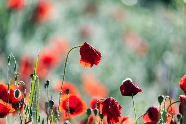 The poppies — Stock Photo, Image