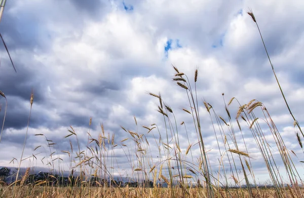 The ripe wheat — Stock Photo, Image