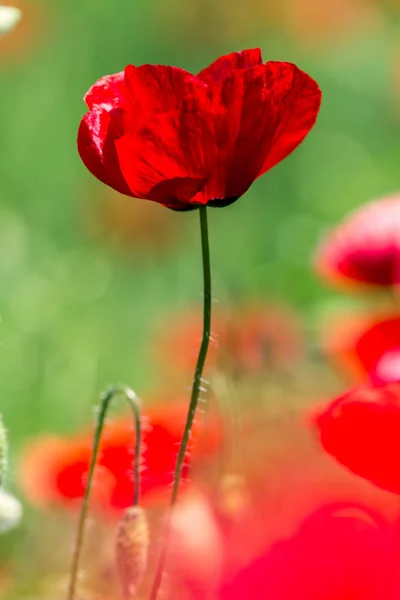 Las amapolas — Foto de Stock