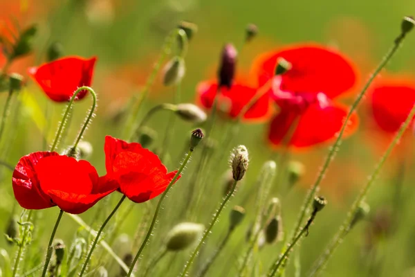 The poppies — Stock Photo, Image