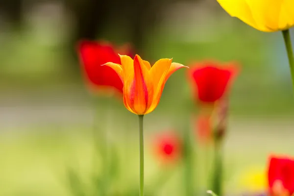 Spring tulips — Stock Photo, Image