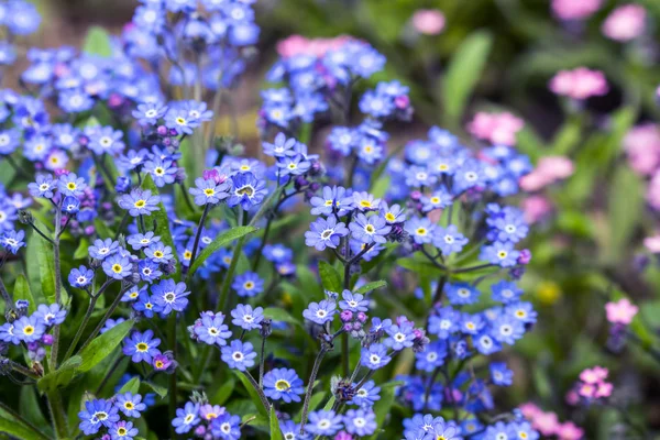 Flowers — Stock Photo, Image