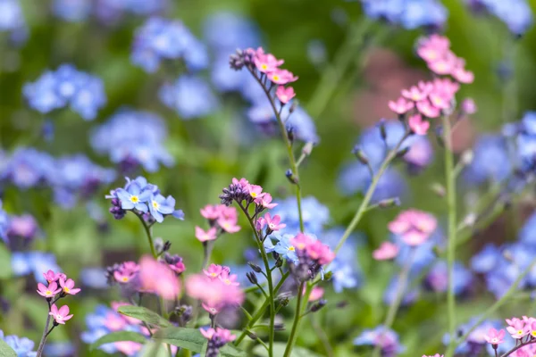 Flowers — Stock Photo, Image