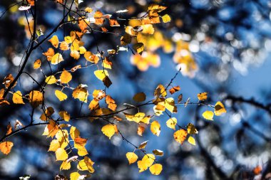 Sonbahar Yaprakları