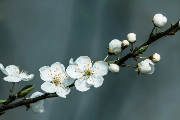 美丽的开花水果 — 图库照片