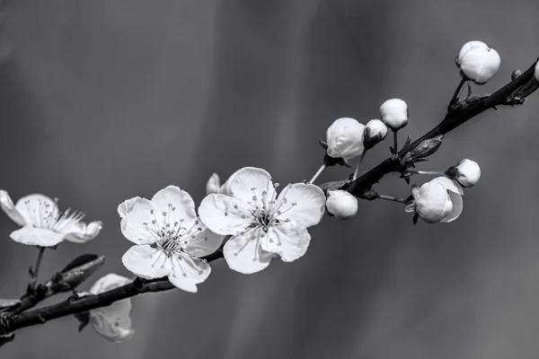 美しい花の咲く果物 — ストック写真