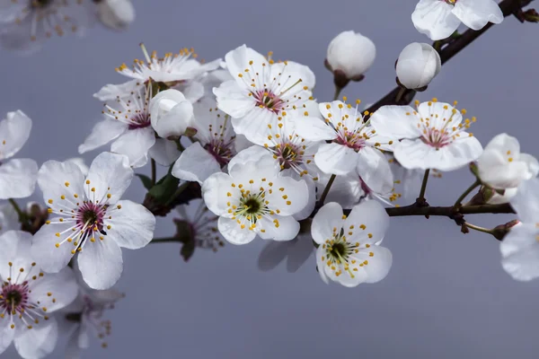 4 월에서의 꽃 — 스톡 사진