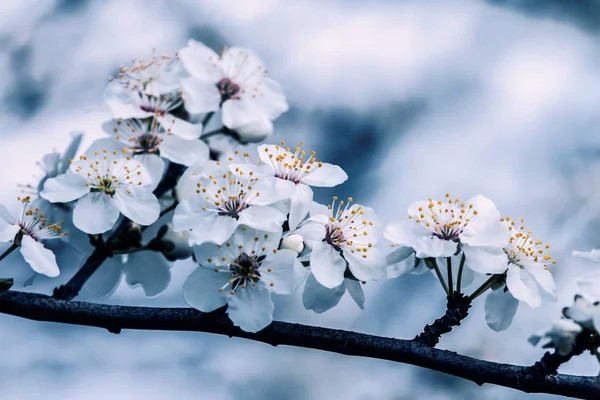 Beautiful flowering fruits — Stock Photo, Image