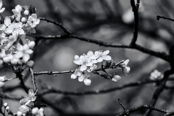 Květu ovoce — Stock fotografie