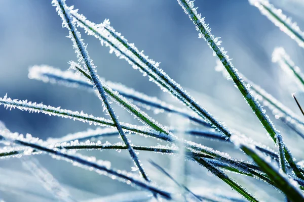 Tráva v zimě — Stock fotografie