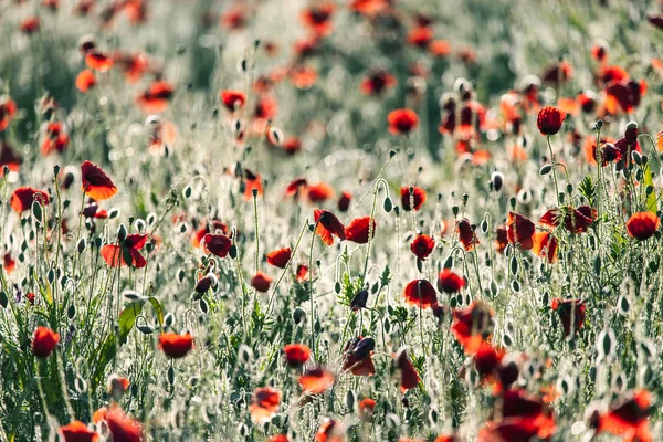 Amapolas —  Fotos de Stock