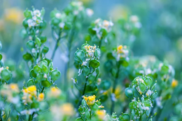 Grass closeup — Stock Photo, Image