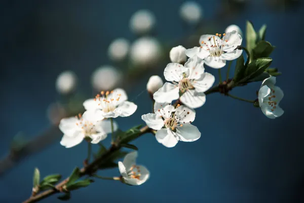 Bela floração do fruto — Fotografia de Stock