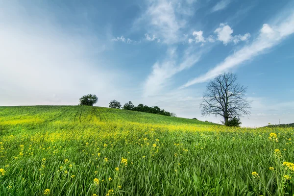 Landskap på land – stockfoto