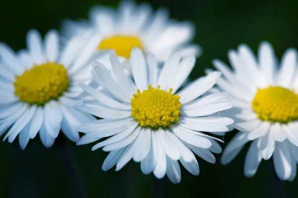 Flores de primavera — Fotografia de Stock