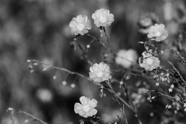 Bahar çiçekleri siyah ve beyaz — Stok fotoğraf