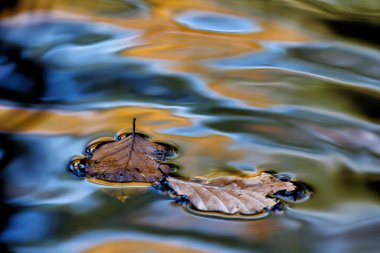 Suda renkli sonbahar yaprakları