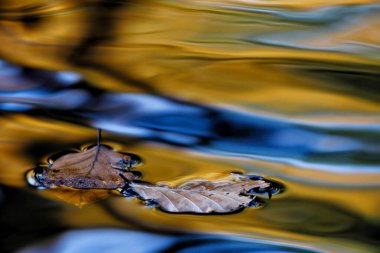 Suda renkli sonbahar yaprakları