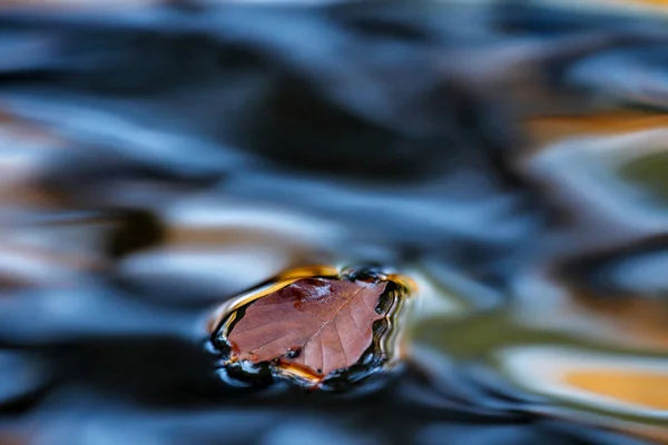 Feuilles Automne Colorées Sur Eau — Photo