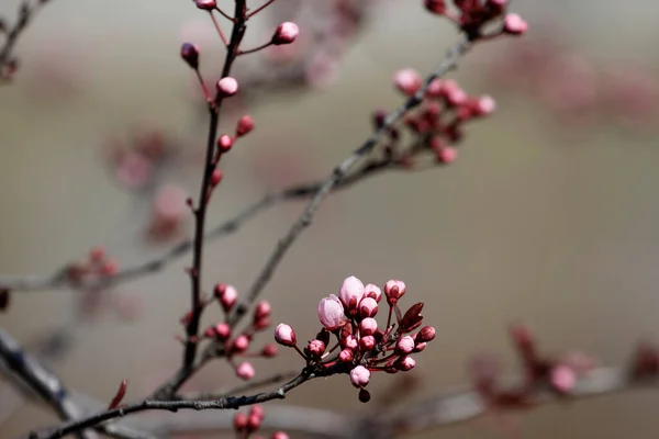 The fruits blossom in spring.