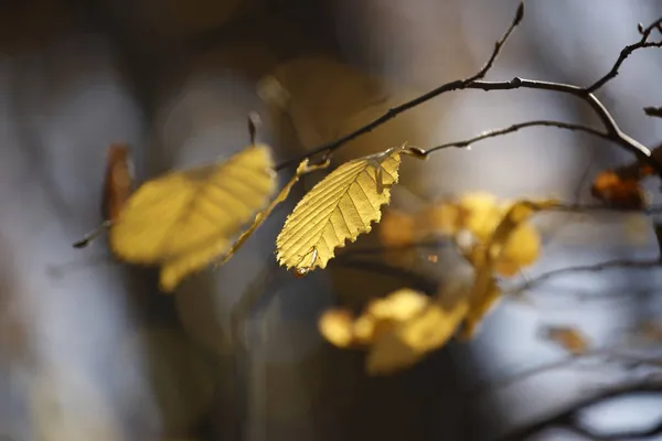 Autunno Colorato Nel Parco Dettaglio Dal Parco Vari Colori Look — Foto Stock