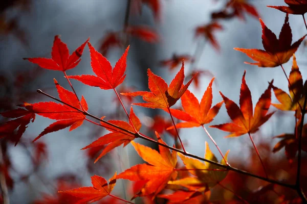 Kolorowa Jesień Parku Jesienna Złota Atmosfera Liśćmi — Zdjęcie stockowe