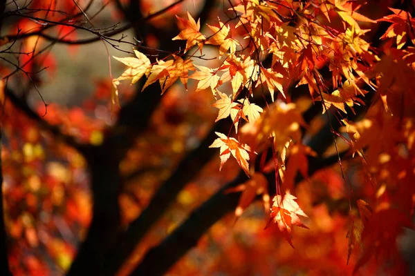 Barevný Podzim Parku Podzimní Zlatá Atmosféra Listy — Stock fotografie