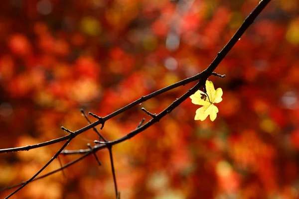 公園のカラフルな秋 葉を持つ秋の黄金の雰囲気 — ストック写真