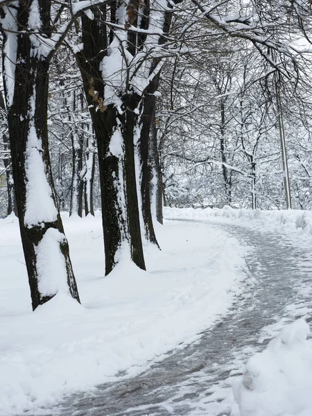 白雪覆盖的树木和在城市公园的长椅上 — 图库照片