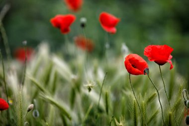 Baharda gelincik çiçekleri, Mayıs