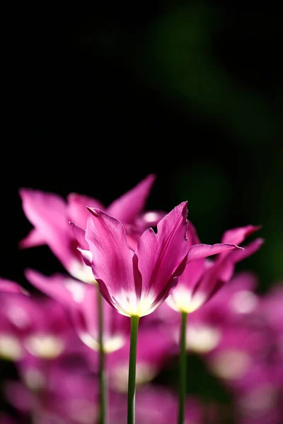 Tulipány Zahradě Tulipány Jaře — Stock fotografie