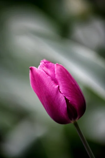 Тюльпаны Саду Тюльпаны Весной — стоковое фото
