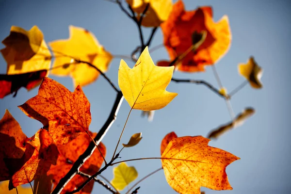 Automne Coloré Dans Parc Détail Parc Différentes Couleurs Regards Rêveurs — Photo