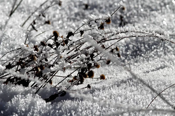 Çimenler Kar Buzla Kaplıydı — Stok fotoğraf