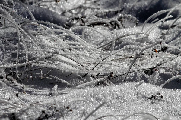 Het Gras Bedekt Met Sneeuw Ijs — Stockfoto