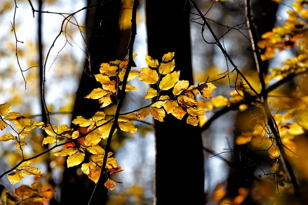 公园里的秋天多姿多彩 从公园里分出各种颜色的细节 梦幻般的样子 — 图库照片