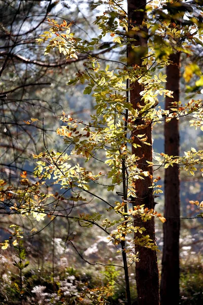 Automne Coloré Dans Parc Détail Parc Différentes Couleurs Regards Rêveurs — Photo