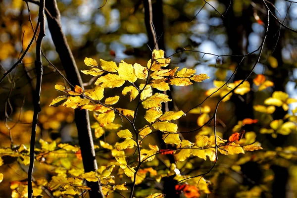 Barevný Podzim Parku Detail Parku Různých Barvách Zasněný Vzhled — Stock fotografie