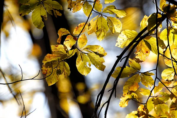 公園のカラフルな秋 様々な色の公園からの詳細 夢のような外観 — ストック写真