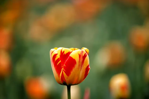 Tulips Garden Tulips Spring — Stock Photo, Image