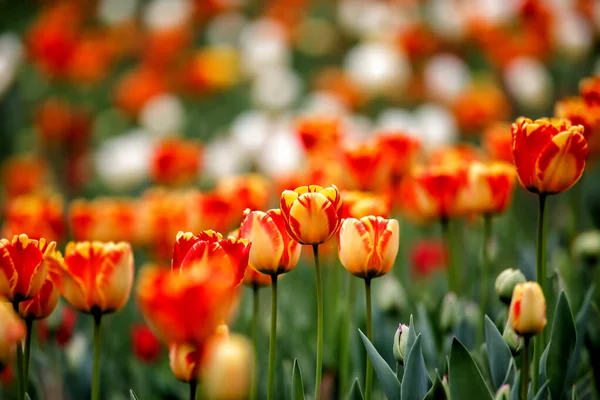 Tulipanes Jardín Los Tulipanes Primavera — Foto de Stock