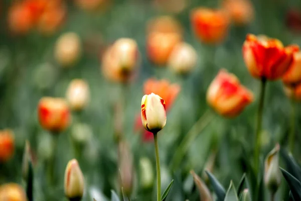 Tulipanes Jardín Los Tulipanes Primavera — Foto de Stock