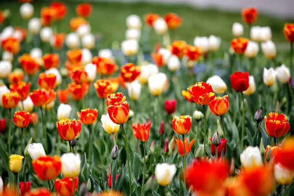 Tulipanes Jardín Los Tulipanes Primavera — Foto de Stock