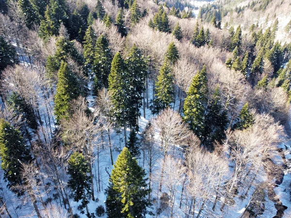 Landsbygdens Vinterlandskap Solig Vinter — Stockfoto