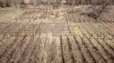 Güneşli bir günde, kırsal alanda, ahududu çalılarının çıplak dalları havadan.. 