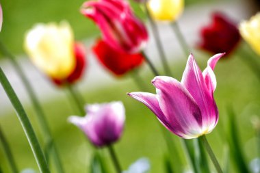 Bahçedeki laleler. Baharda laleler.