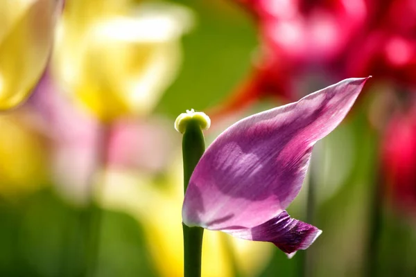 Tulips Garden Tulips Spring — Stock Photo, Image