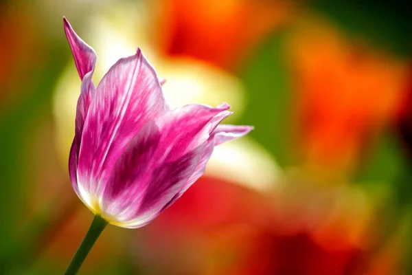 Tulipanes Jardín Los Tulipanes Primavera —  Fotos de Stock